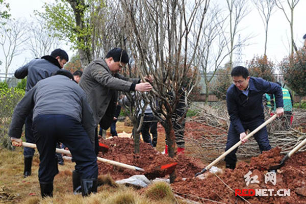 攸县县委书记胡湘之在植树.