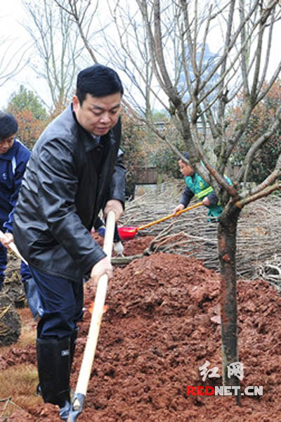 攸县县委书记胡湘之在植树.攸县县委副书记,县长龚红果(右一)在植树.