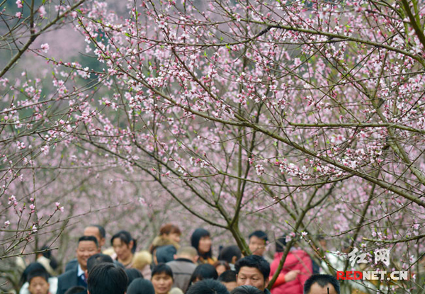 第六届灰汤桃花节盛大开幕 万亩桃花盛开(组图)