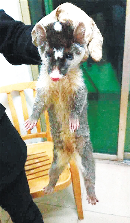 江边夜晚传来"婴儿"哭声 原是娃娃鱼