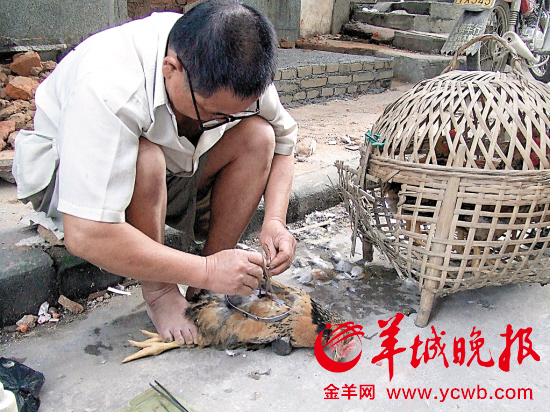江门有一"阉鸡"专业户 阉鸡也致富