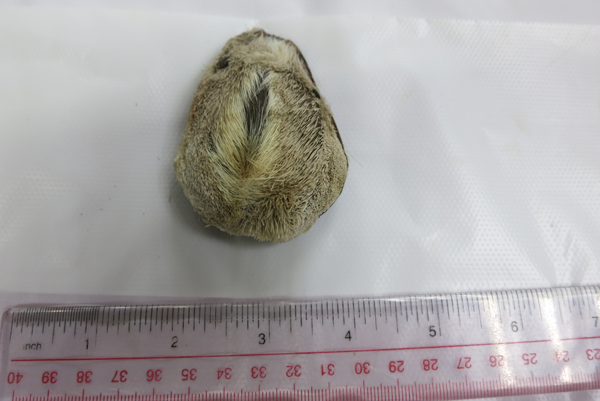 深圳海关查获走私麝香和牛黄案图