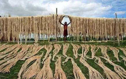 虽然孟加拉国黄麻平均年产量约占世界产量的1/3,但是剖析它的国民经济