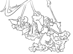 广州多区受薇甘菊侵害无奈斩草难除根