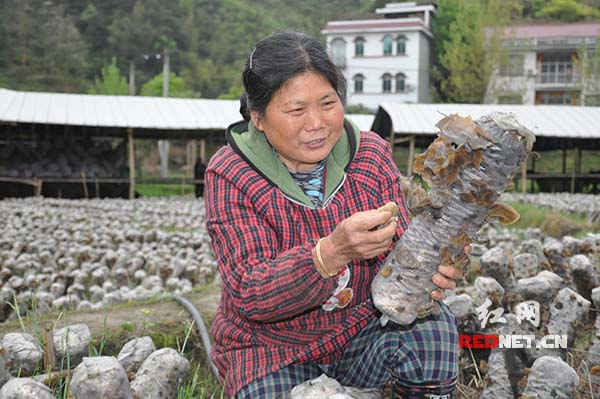 麻阳:1.2亿元小额信贷"贷"出贫困户发展新路子