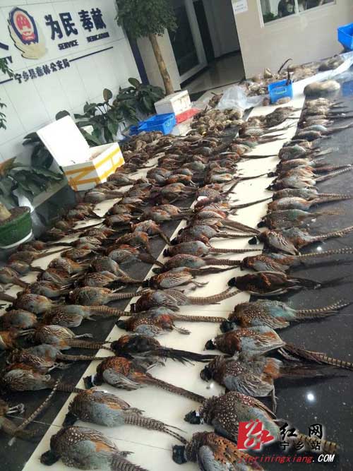 特大破坏野生动物资源案,预计数目高达300只/头,种类包括野鸡,斑鸠