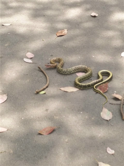 小区路上现大花蛇昂起头还想攻击路人