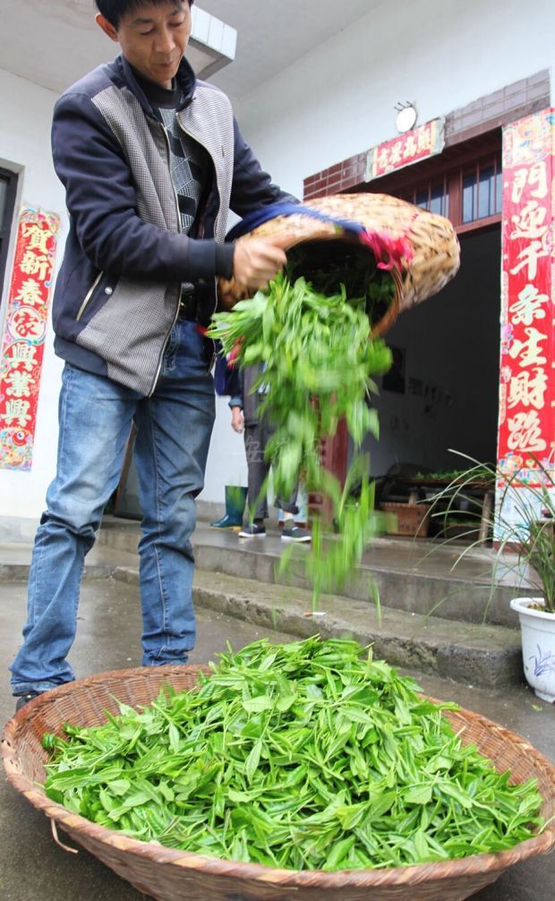 太平猴魁核心地黄山区新明乡猴坑村正式全面开园采摘