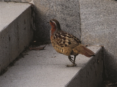 蓝眉纹的竹鸡现身长江边
