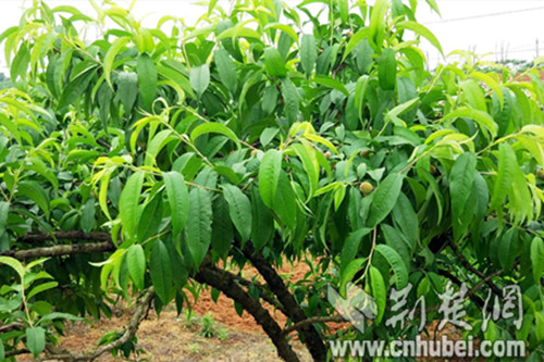 仙女镇张家湾村蟠桃幼果挂满了树梢