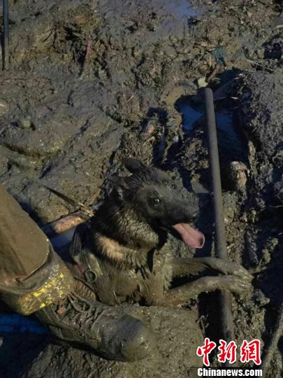 图为工作1小时左右满身是泥的搜救犬。 福州消防支队 摄