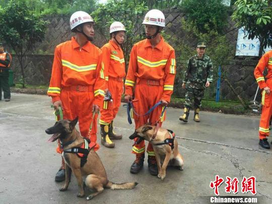 福州消防支队两条搜救犬已进入滑坡核心区展开搜救。 福州消防支队 摄
