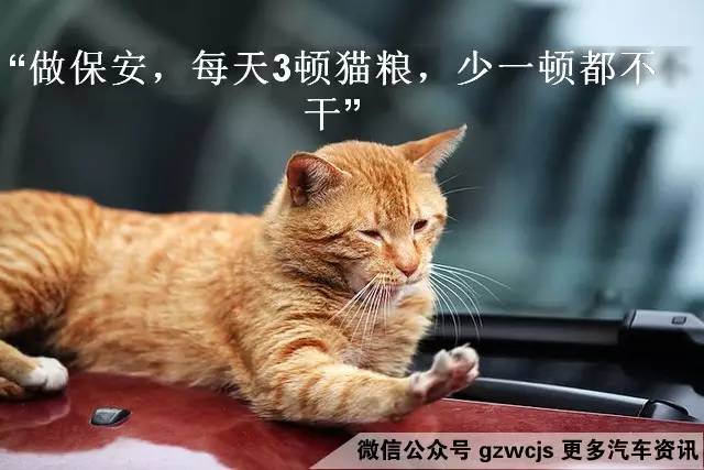 鼠患可能让你的车自燃 如何防范？