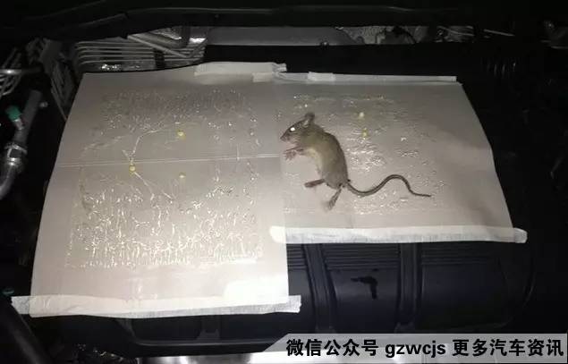 鼠患可能让你的车自燃 如何防范？