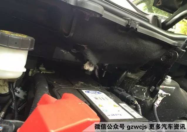 鼠患可能让你的车自燃 如何防范？