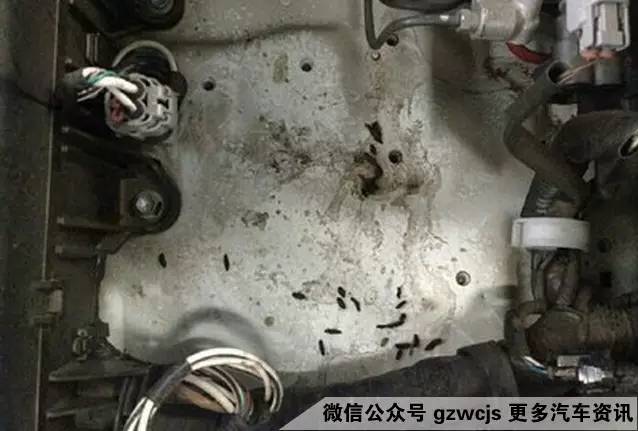 鼠患可能让你的车自燃 如何防范？