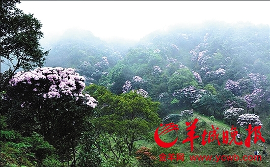 信宜阳春暗战"鸡笼顶" 两市争开发打造高山草原景区