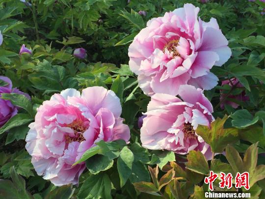 承德避暑山庄"花气满天街" 7000株牡丹次第开放