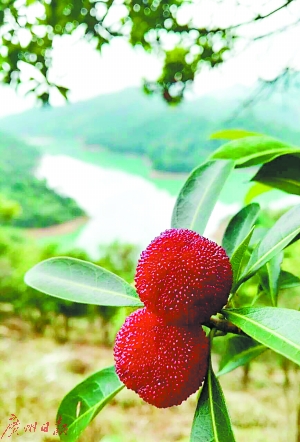 从化区良口镇黄龙带杨梅熟了.广州日报记者庄小龙 通讯员李达明 摄