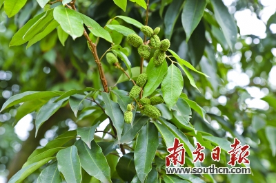 品东莞荔枝还要等一个月