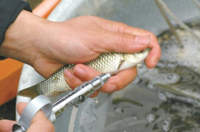 疫苗代替抗生素掀养鱼革命