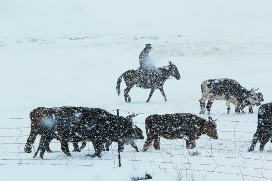 白雪皑皑若严冬