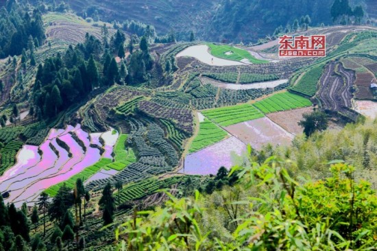 宁德寿宁盘山梯田层层叠叠 宛若天然画卷