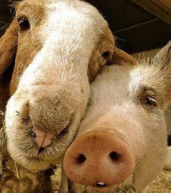 这些CP耍酷不用桨全靠浪