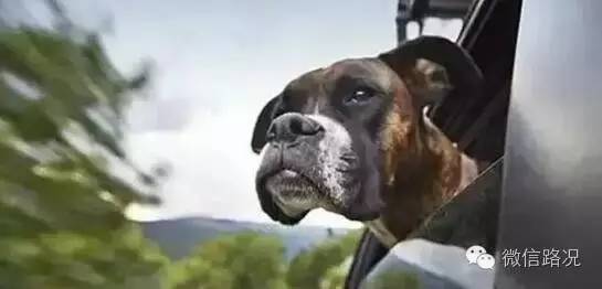 教你这几招，不能放过车内异味！