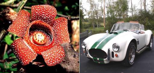 豪车与花不得不说的搭配 | 汽车内参