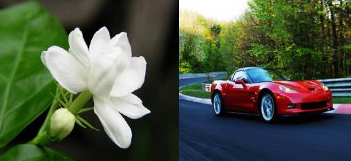 豪车与花不得不说的搭配 | 汽车内参