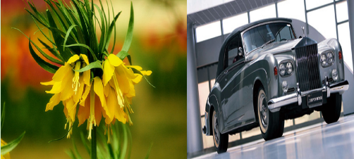 豪车与花不得不说的搭配 | 汽车内参