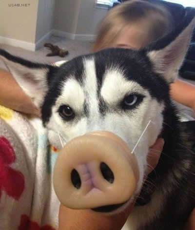 麻麻说要去拍写真~好看吗?哥们,你这个发型哪儿理的?