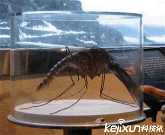是世界罕见的这一种蚊子,专家称这些巨型蚊子都是受环境影响,变异后的
