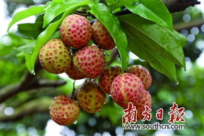 樟木头"观音绿"上市半月售罄|荔枝|金河|社区_新浪新闻
