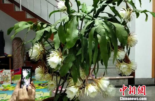 昙花季扬州几户家养昙花相约怒放挤爆朋友圈