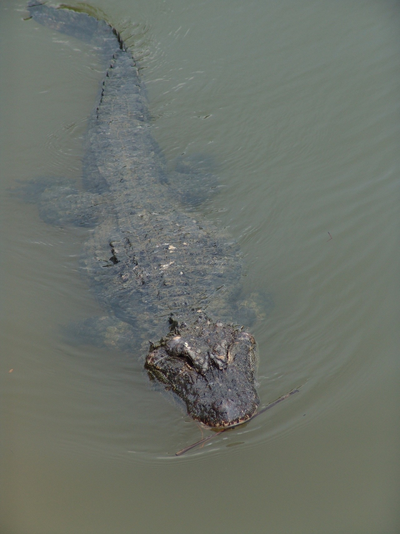 惊讶安徽出逃扬子鳄被下锅煮了警方网传视频是真的
