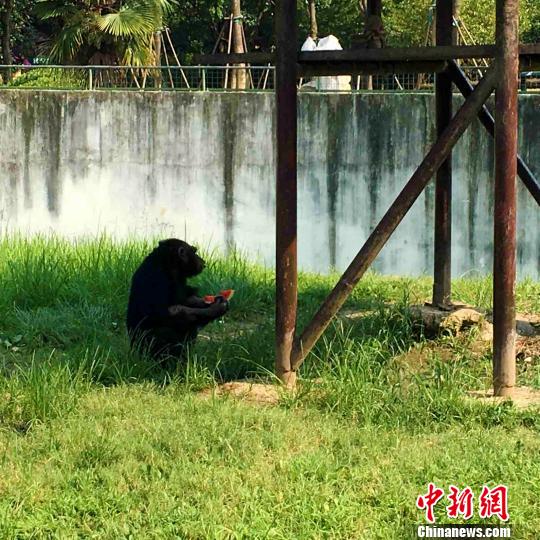 28日合肥野生动物园内一只黑猩猩为降暑吃西瓜. 张强 摄