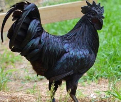 从内心黑到外表的兰博基尼鸡网友:这才是真正的斗鸡