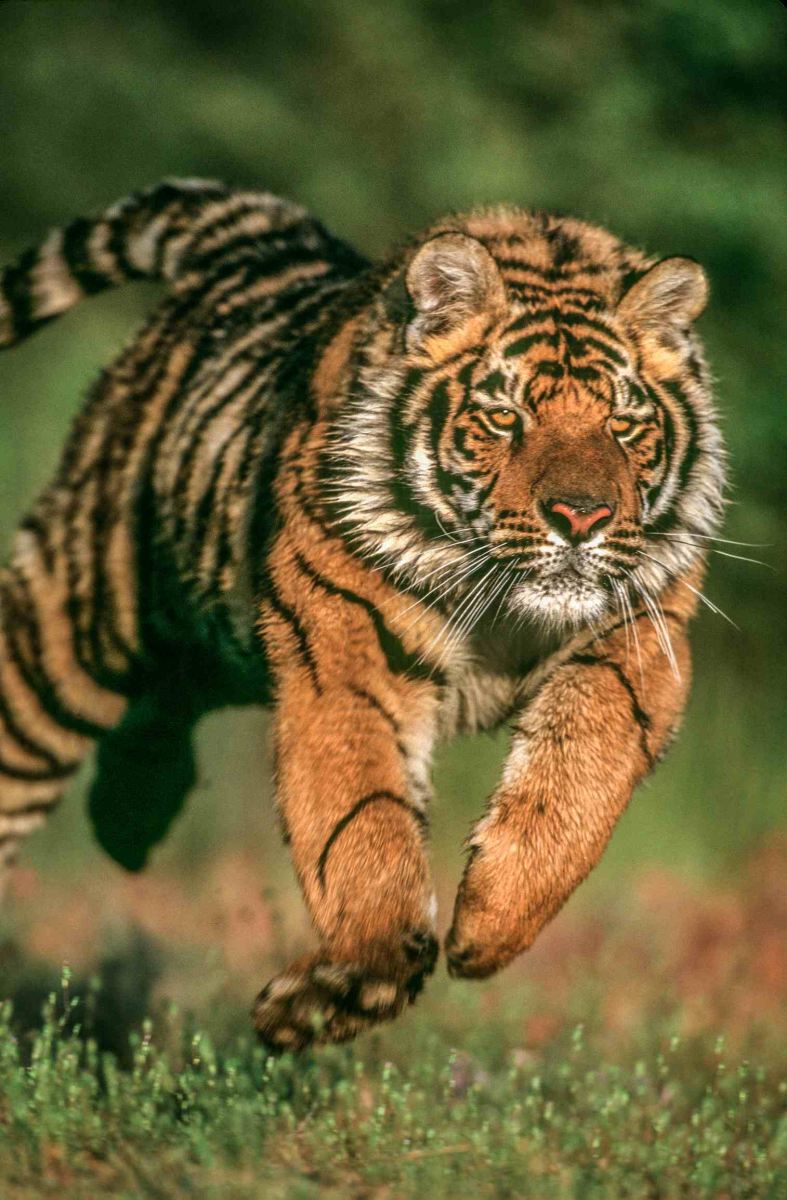 野生动物|老虎|动物园_新浪财经_新浪网