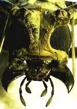 全新致炫飞度齐上市，能盘活小型车市场吗？