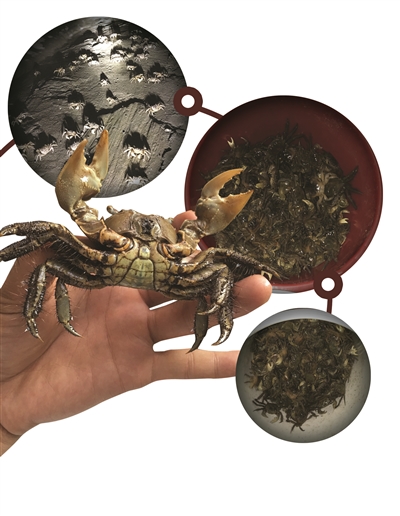 天啊,江堤上爬满了螃蟹 两小时抓了三大桶,足足60斤!