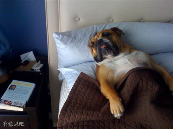 幸福就是睡午觉,睡到天荒地老