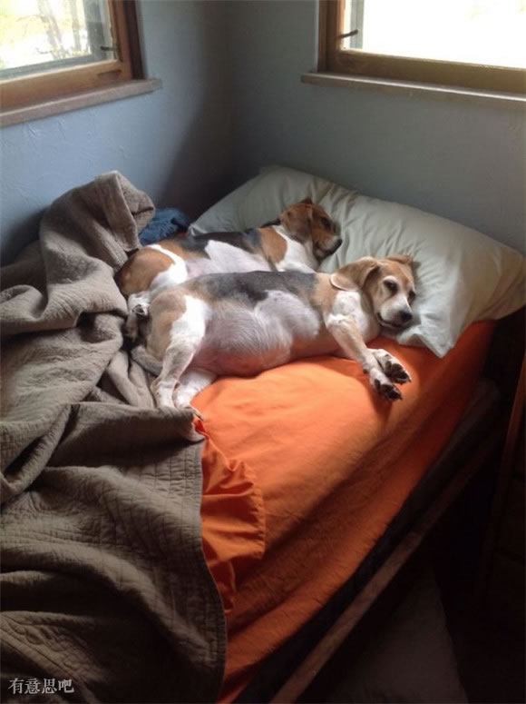 幸福就是睡午觉,睡到天荒地老