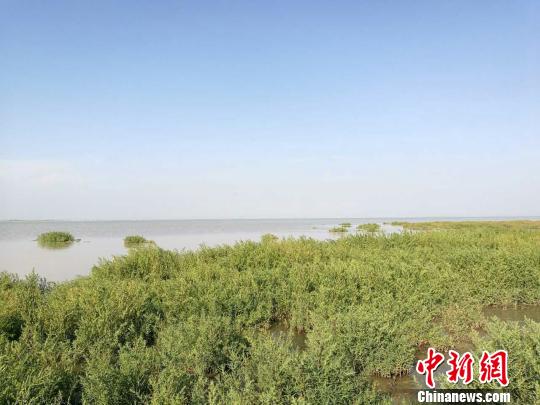 "内蒙古察右前旗黄旗海综合治理办公室负责人李春辉告诉记者,彼时,因