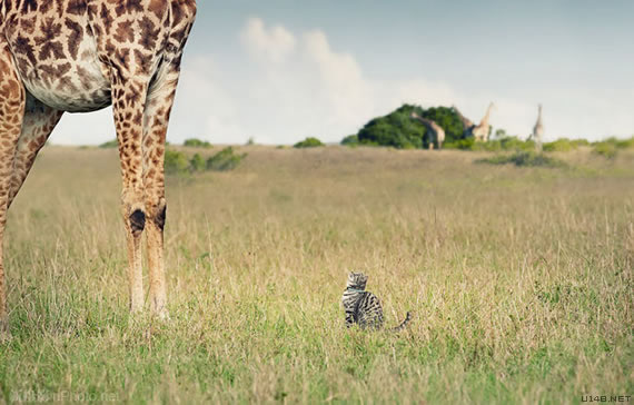 萌广告:每只猫的心里都住着一头狮子