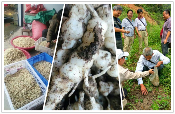 靖州农妇种植菜地草石蚕盼脱贫