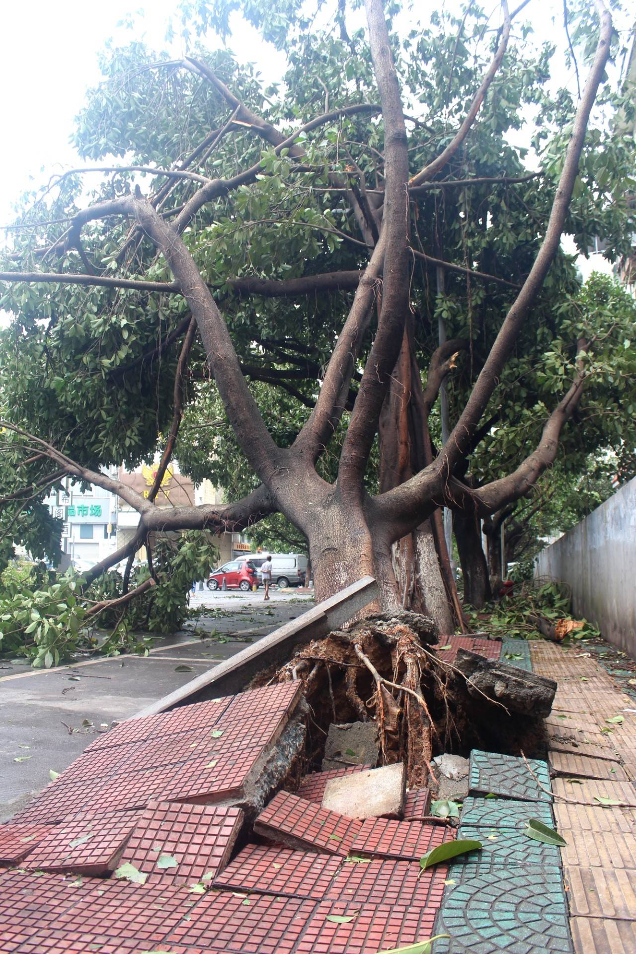 惊叹| 台风刮出的"厦门速度"到底有多快?你们感受下