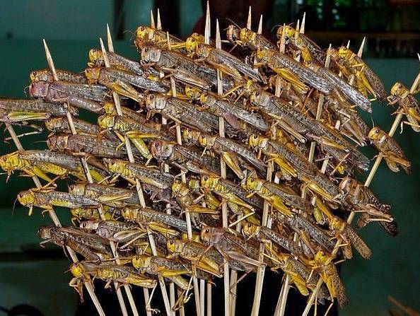 烤蝉油炸花蜘蛛中国人简直是……6@东土大唐什么事情都爱用吃来形容