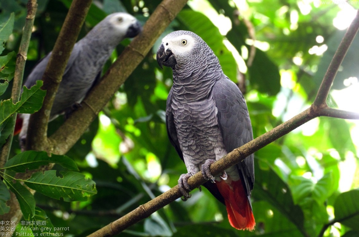 资料图:非洲灰鹦鹉